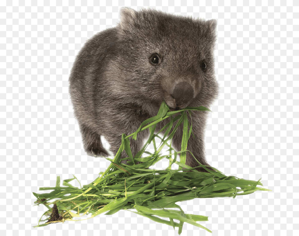 Animal, Bear, Mammal, Wildlife Free Png Download