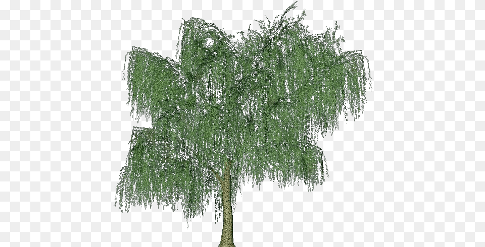 Download 3d Trees River Plants, Plant, Tree, Willow Png