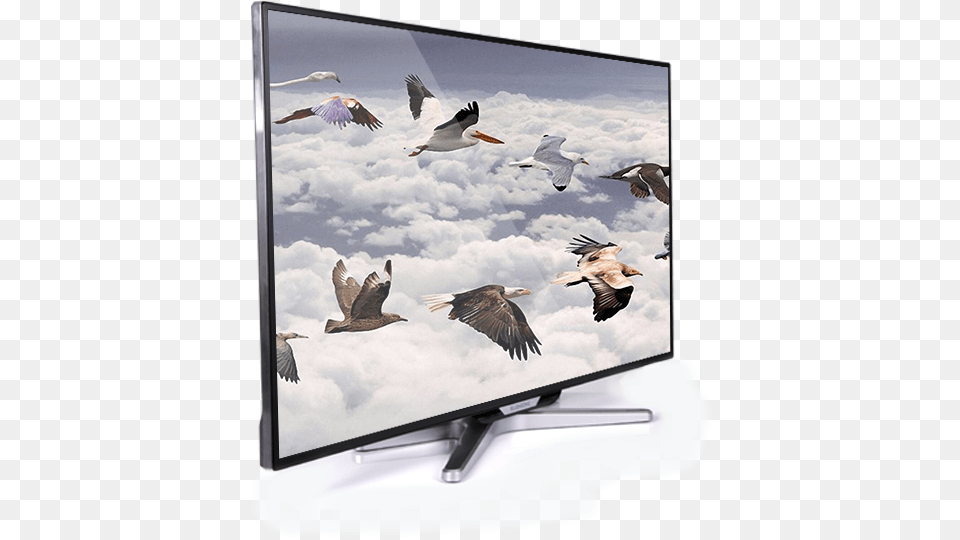 Download 42 Inch Led Flying Birds Image With No World Migratory Bird Day Quotes, Animal, Computer Hardware, Electronics, Hardware Png