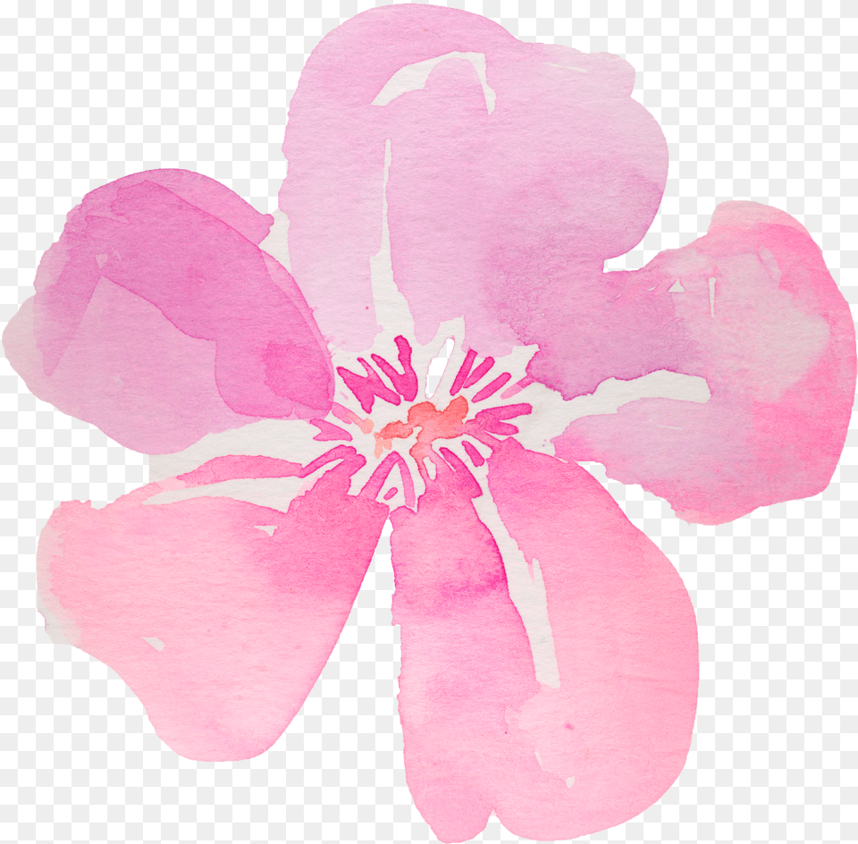 Download 5 Flowers Hibiscus Watercolor Full Size 5 Petal Flower Watercolor Png Image