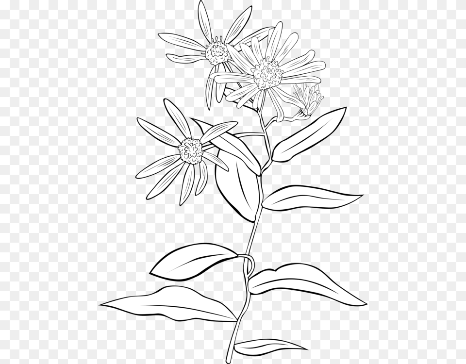 Download 5591 Flower Line Drawing Clip Art Public Flowers Clipart, Daisy, Plant Free Png