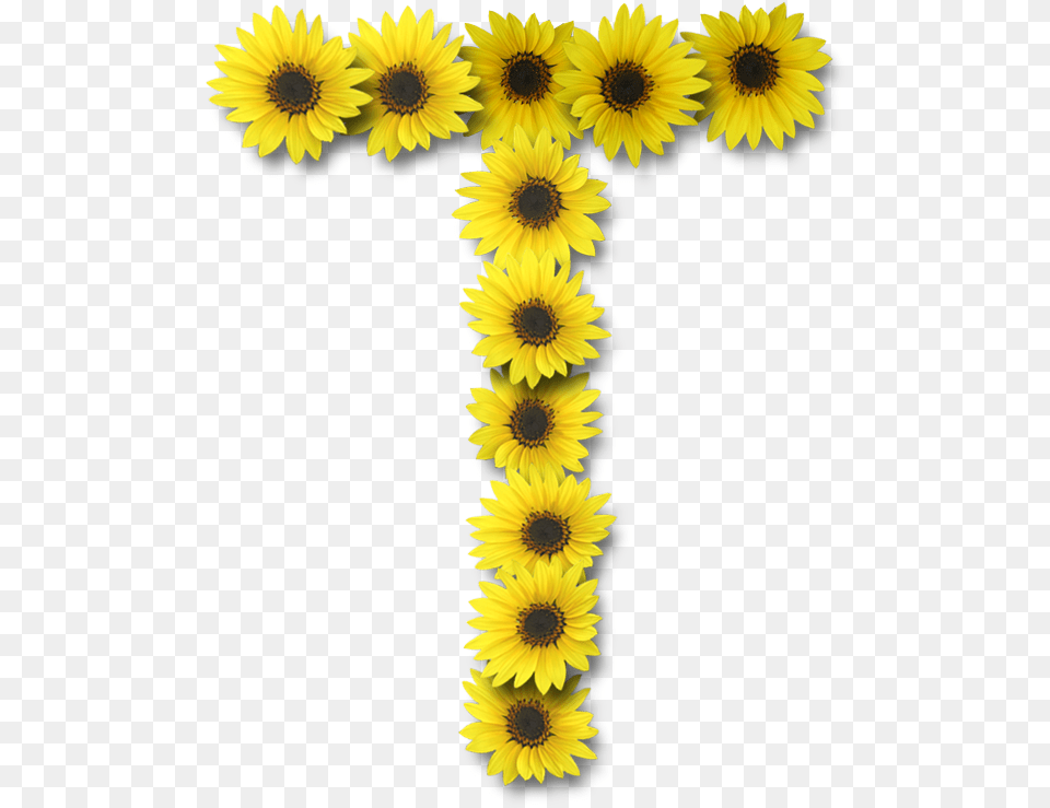 588 X 738 10 Letter T With Sunflower Full Size Sunflower Letter T, Daisy, Flower, Plant, Petal Free Png Download