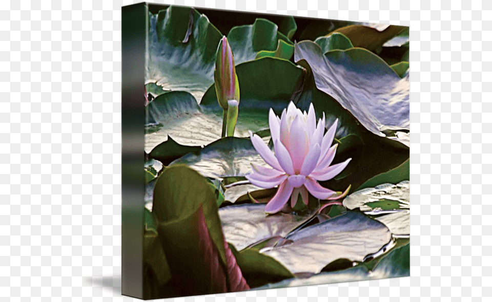 Download 650 X 593 3 Water Lily Full Size Image Pngkit Sacred Lotus, Flower, Plant, Pond Lily, Petal Free Transparent Png