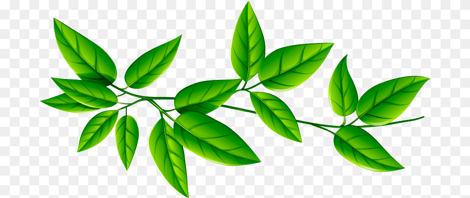 93 Leaf Transparent Transparent Background Leaf, Green, Plant, Appliance, Ceiling Fan Free Png Download