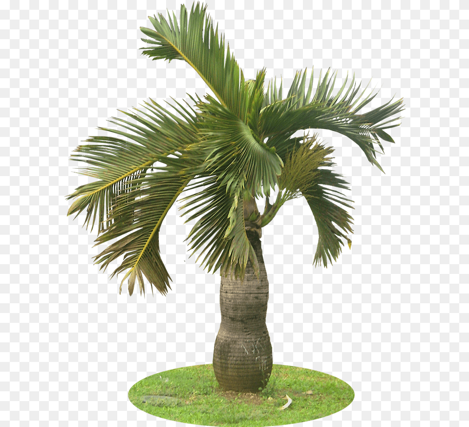 Download A Collection Of Tropical Plant Images With Garden Palm Tree, Palm Tree Png