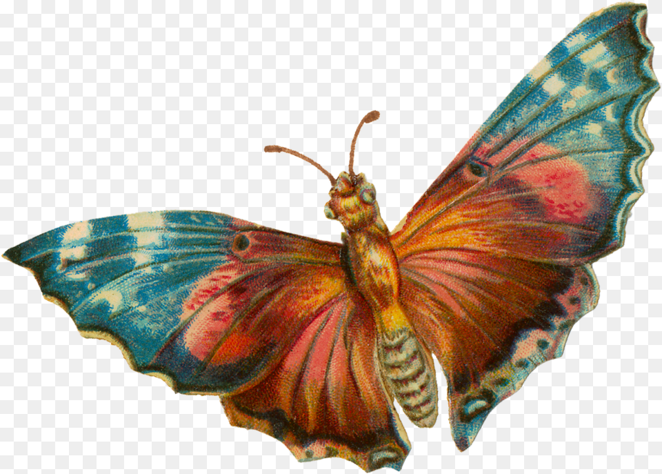 Download A Terrific Moth For Your Halloween Projects Moth, Animal, Butterfly, Fish, Insect Png