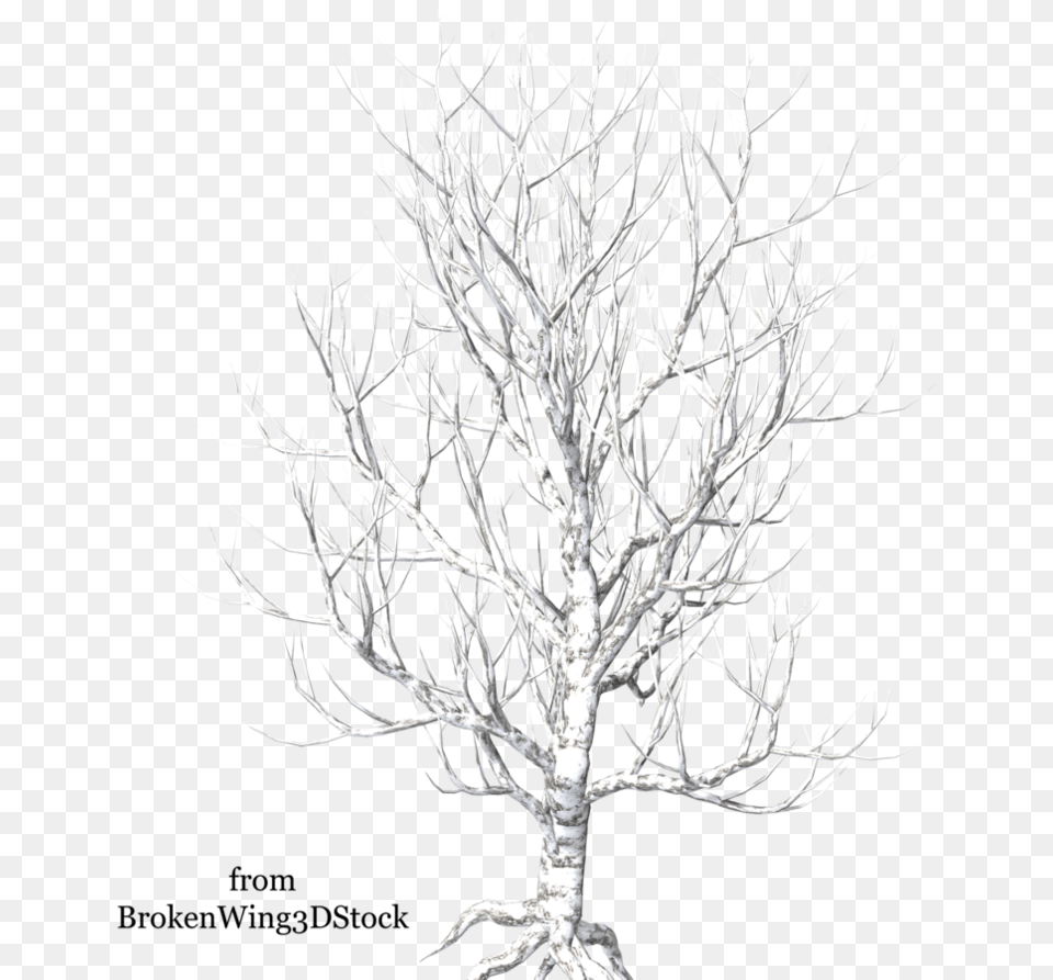 Download A Tree In Winter Winter Trees Transparent Portable Network Graphics, Plant, Potted Plant, Wood Png Image