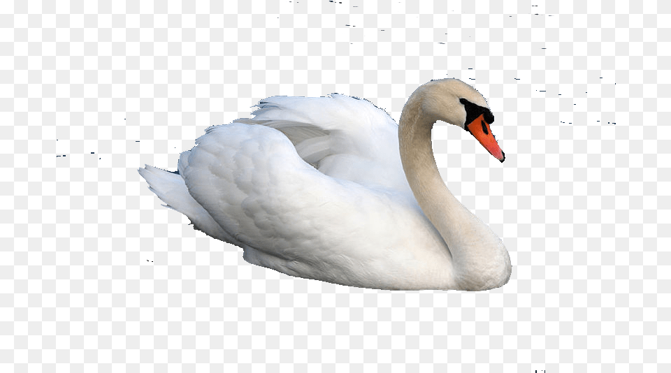 Download About Hamsa Images Image With No Hamsa Animal, Bird, Swan Free Transparent Png