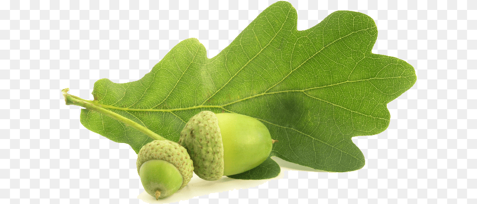 Download Acorn Animal Transparent Images Oak Leaf, Vegetable, Produce, Plant, Nut Free Png
