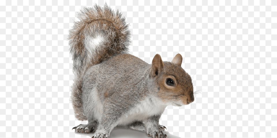 Acorn Clipart Fox Squirrel Grey Squirrel Transparent Background, Animal, Mammal, Rodent, Rat Free Png Download