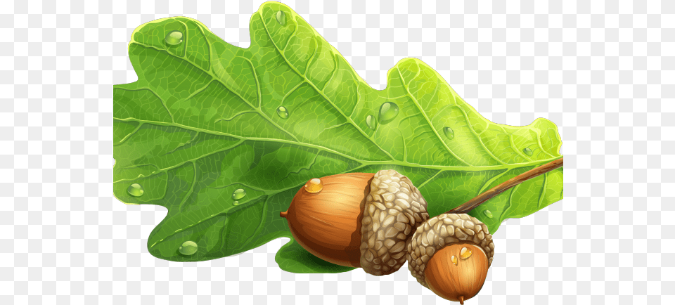 Download Acorn Clipart Oak Leaf Oak Leaf Acorn, Food, Nut, Plant, Produce Free Png