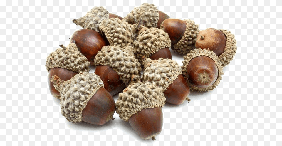 Download Acorn Photo Bunch Of Acorns, Vegetable, Food, Nut, Produce Free Png