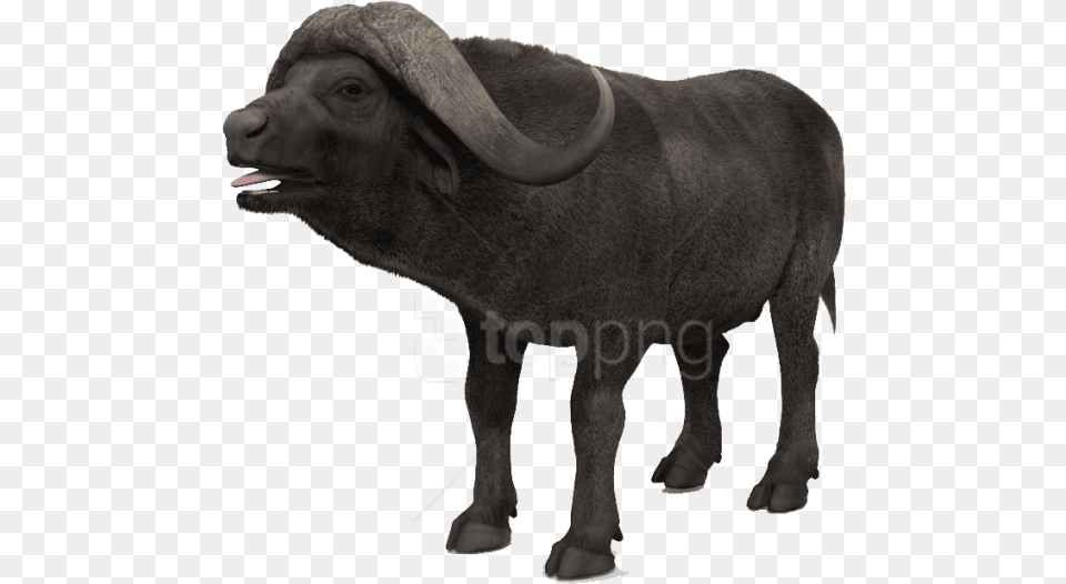 Download African Buffalo S Images Background Bronze Sculpture, Animal, Bull, Mammal, Wildlife Free Png