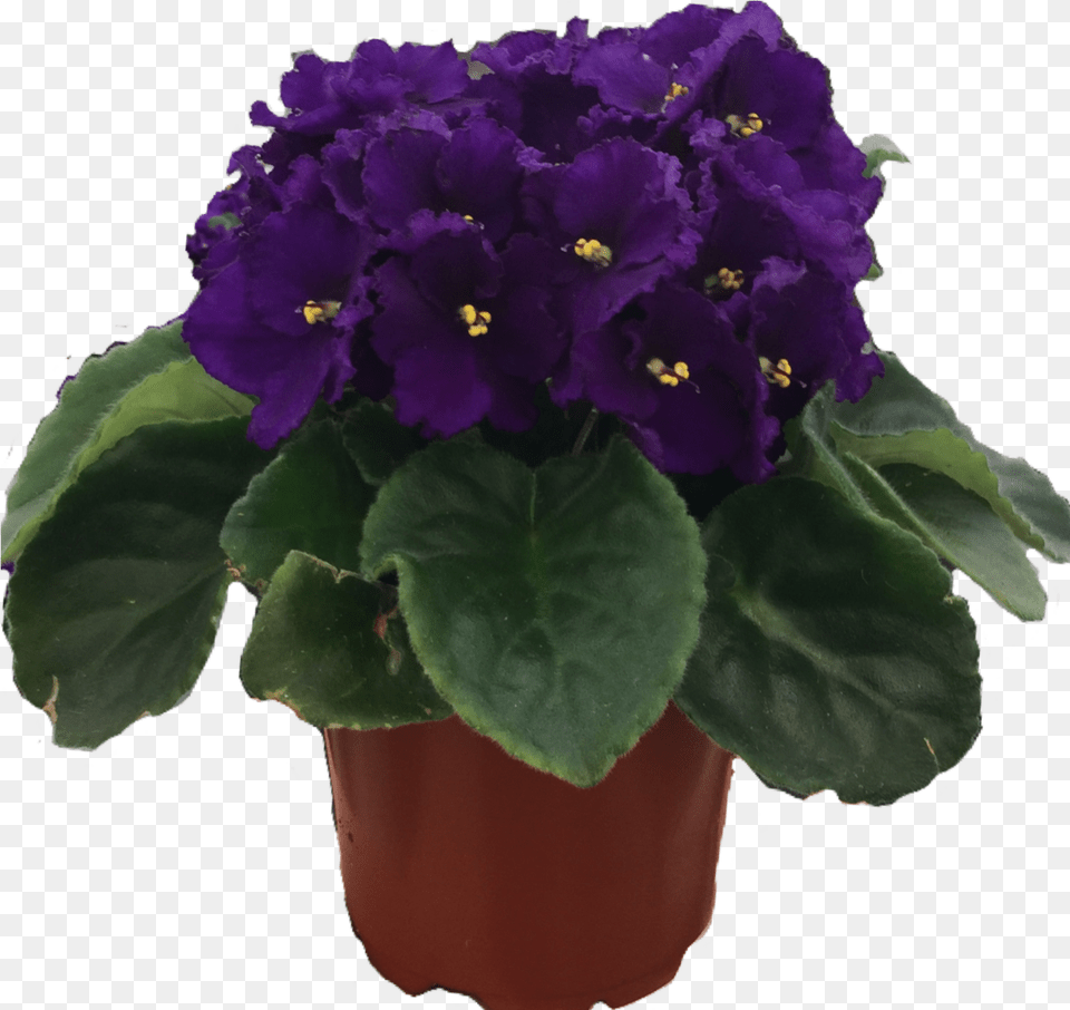 Download African Violet African Violets, Flower, Geranium, Plant, Potted Plant Free Transparent Png