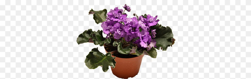 Download African Violet Isolated Flowerpot, Flower, Geranium, Plant, Flower Arrangement Png