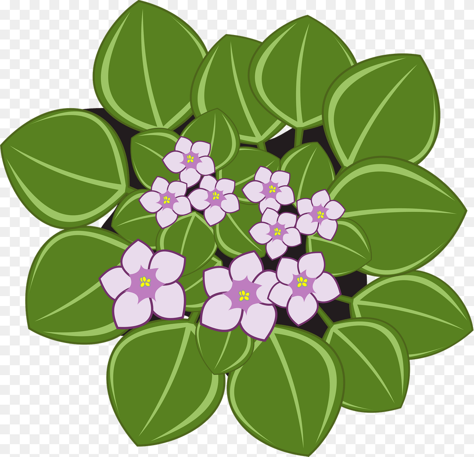 Download African Violets African Violet Flower Clipart, Plant, Leaf, Green, Pattern Free Transparent Png