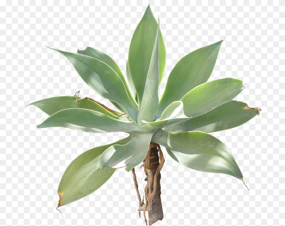 Download Agave Plants, Plant, Agavaceae, Leaf Free Transparent Png