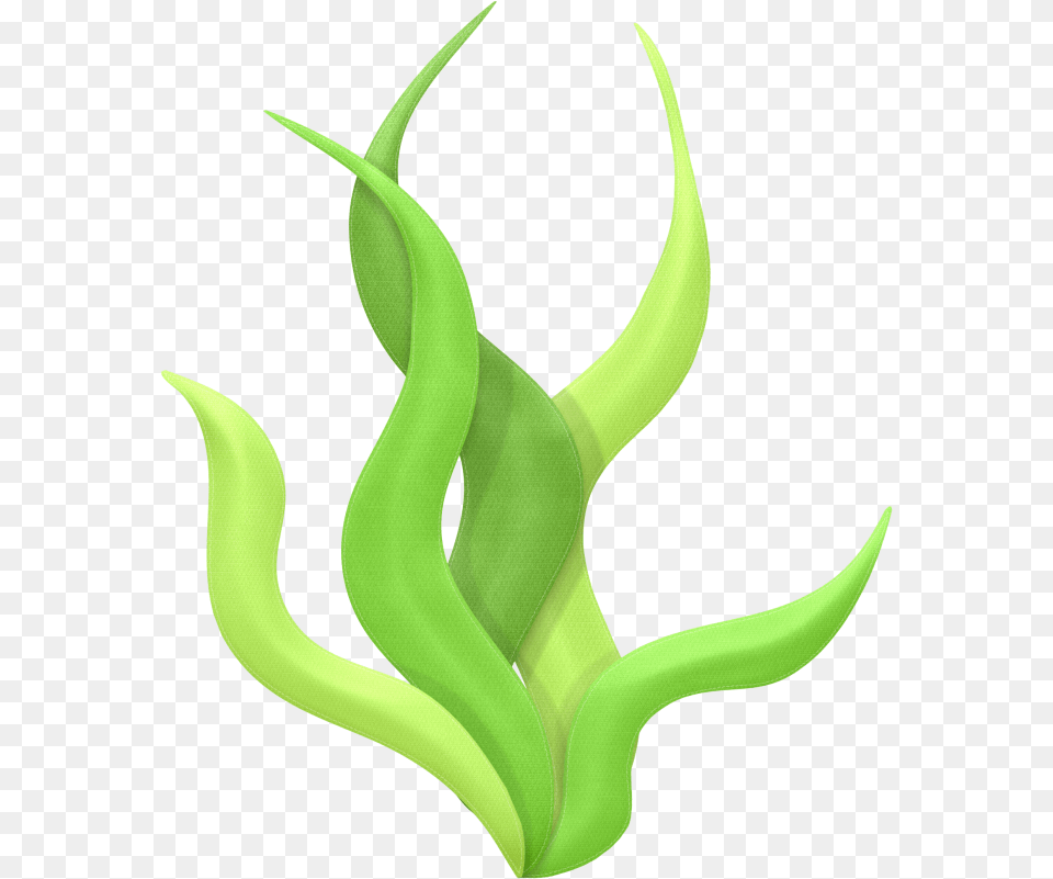 Download Algae Drawing Clip Art Algas, Green, Leaf, Plant, Aloe Png Image