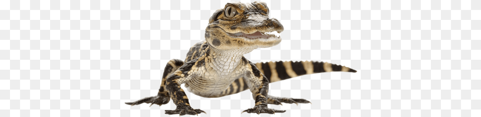 Download Alligator Photos Baby Crocodile, Animal, Lizard, Reptile Free Transparent Png