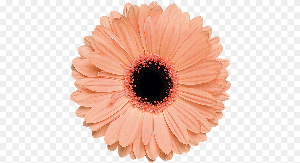 Download Alma Light Orange Flower Image With No Aesthetic Orange Flower Transparent, Daisy, Plant, Dahlia, Petal Free Png