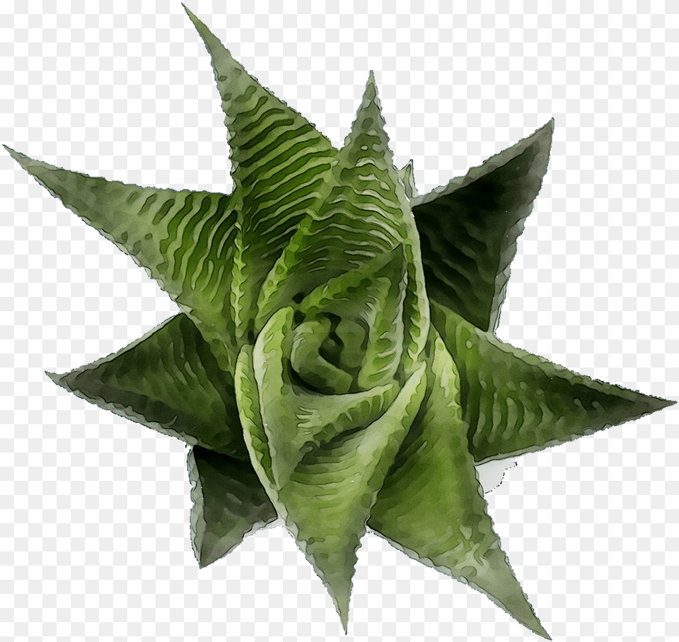 Download Aloe, Plant Free Png