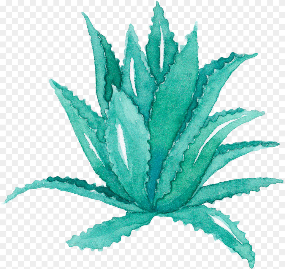 Download Aloe Vera Leaf Agave Aloe Vera Plant Watercolor Free Transparent Png