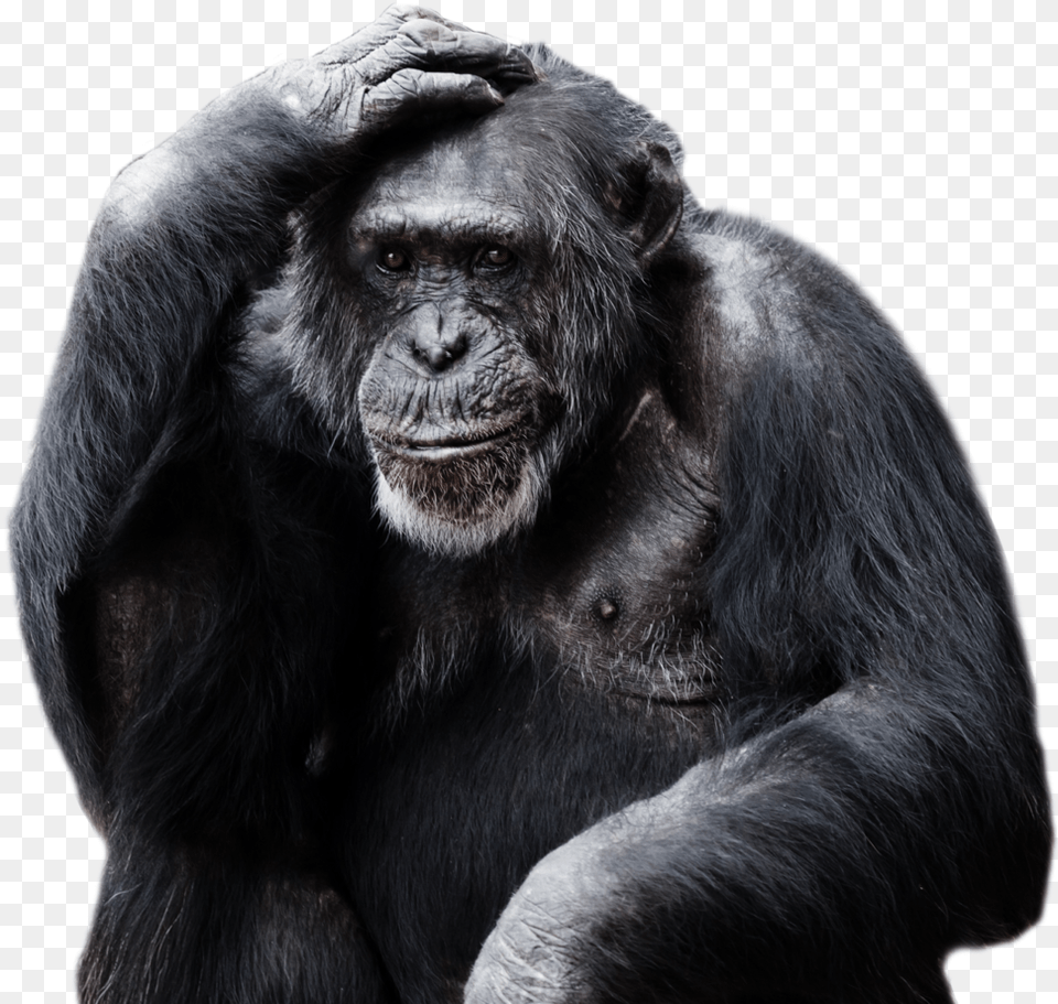Amazing High Quality Latest Images Transparent Gorilla, Animal, Ape, Mammal, Monkey Free Png Download