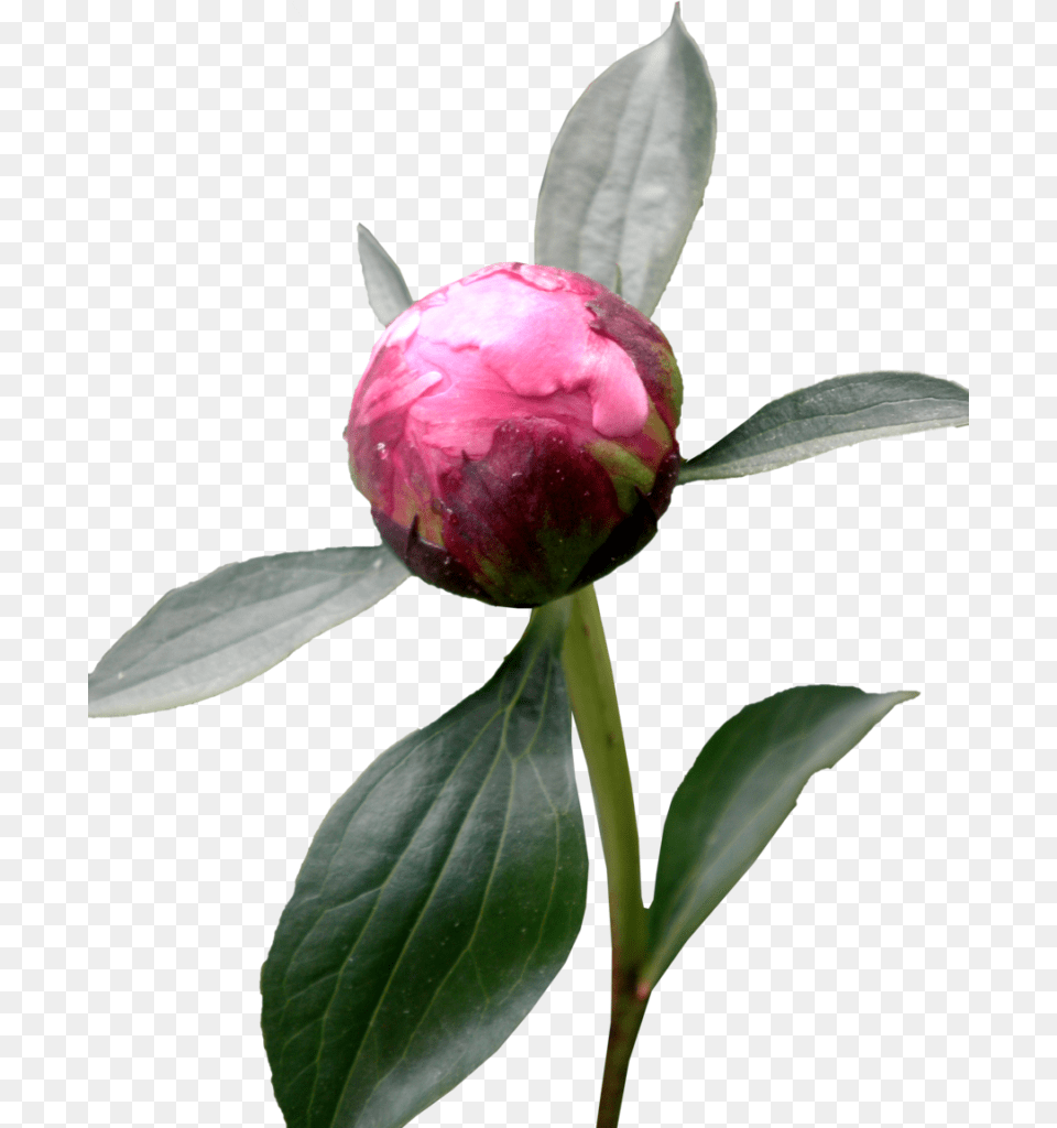 Amazing High Quality Latest Transparent Peony Roses With Transparent Background, Bud, Flower, Plant, Sprout Free Png Download