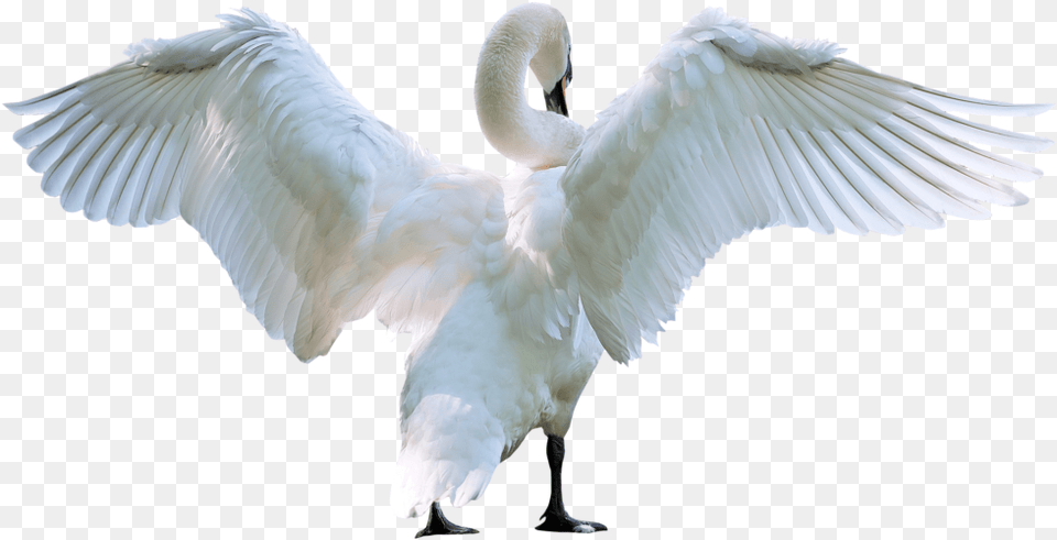 Amazing High Quality Latest Transparent Swan, Animal, Bird Free Png Download