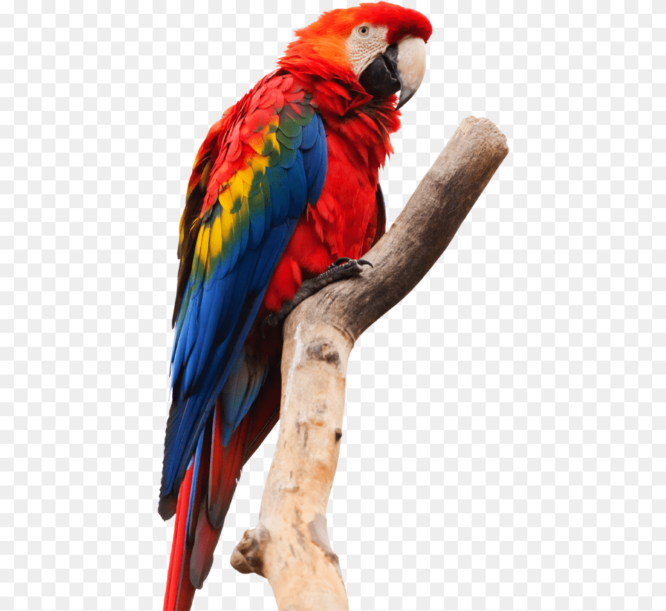 Download Amazon Rainforest Animals Transparent Amazon Rainforest, Animal, Bird, Macaw, Parrot Png Image