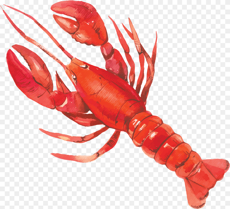 Download American Lobster Full Size Image Pngkit Lobster Watercolor Clipart, Animal, Food, Invertebrate, Sea Life Free Transparent Png