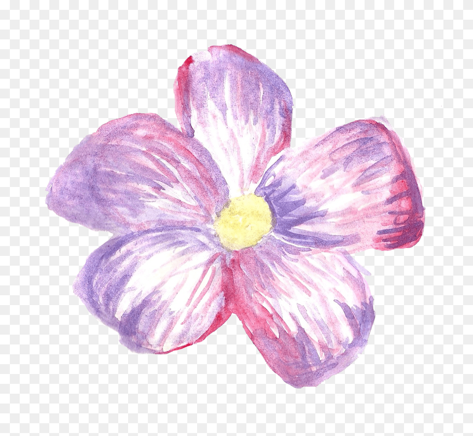 Download Ana Rosa Flower Sticker Anemone, Plant, Petal, Chicken Free Transparent Png