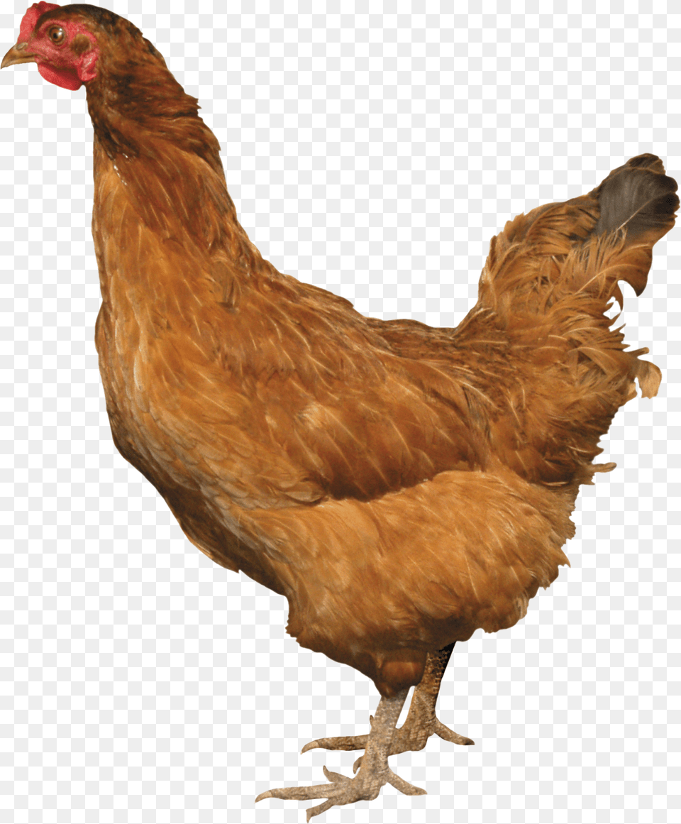 Download And Use Chicken Picture Chicken, Animal, Bird, Fowl, Hen Free Transparent Png