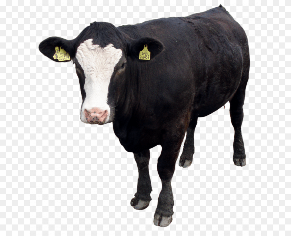 Download And Use Cow Black Cow, Animal, Cattle, Livestock, Mammal Png Image