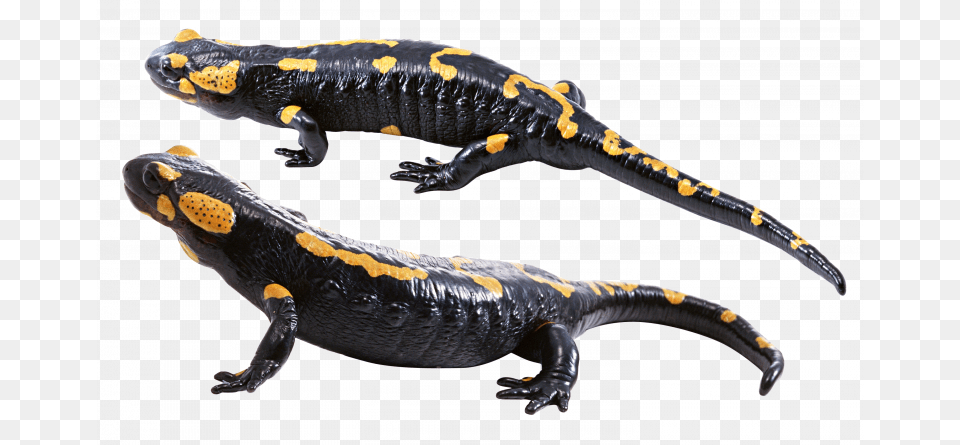 Download And Use Lizard Image Salamander, Amphibian, Animal, Wildlife, Reptile Free Transparent Png