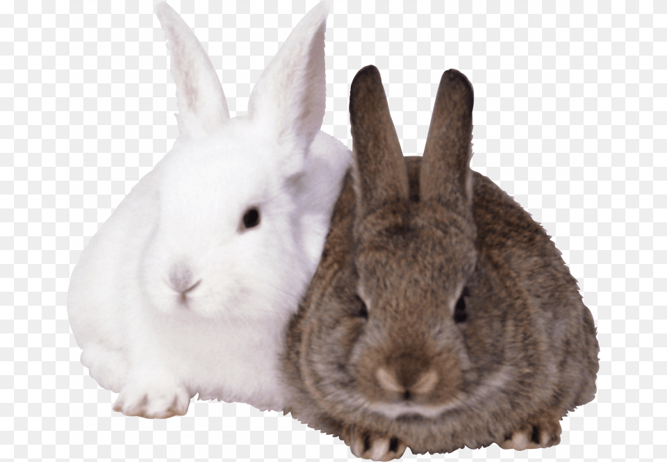 Download And Use Rabbit Icon, Animal, Mammal, Rat, Rodent Free Transparent Png