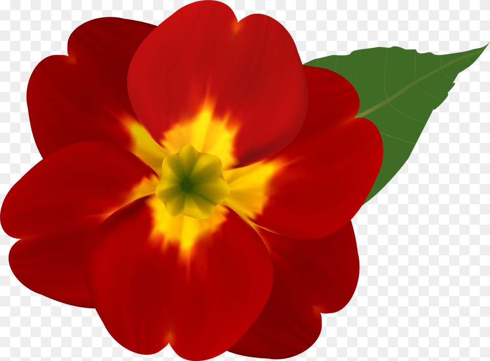 And Yellow Flower Red Flower Geranium, Petal, Plant, Anemone Free Png Download