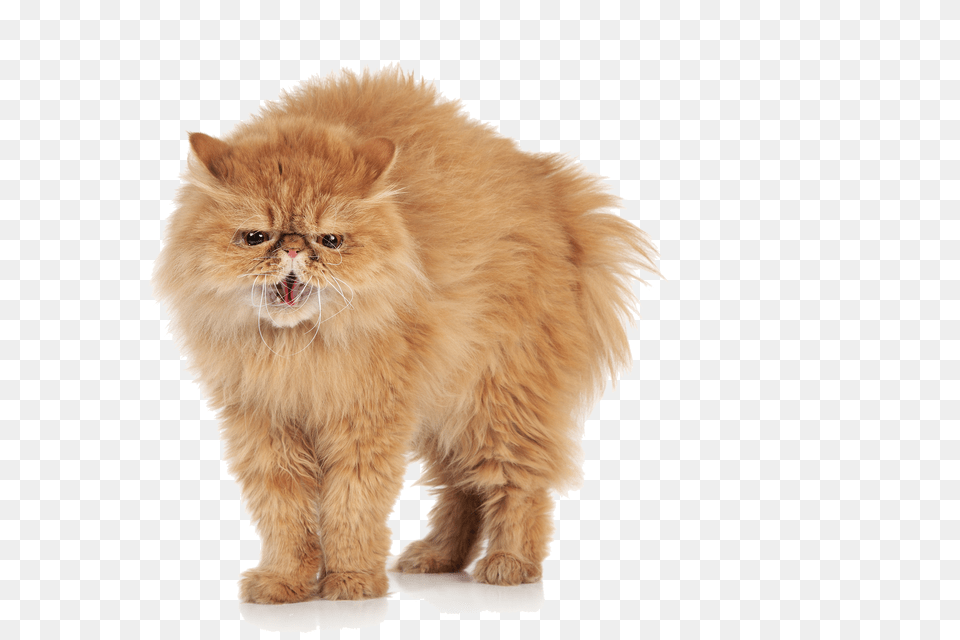 Angry Cat Transparent Angry Cat Angry Cat, Animal, Mammal, Manx, Pet Free Png Download