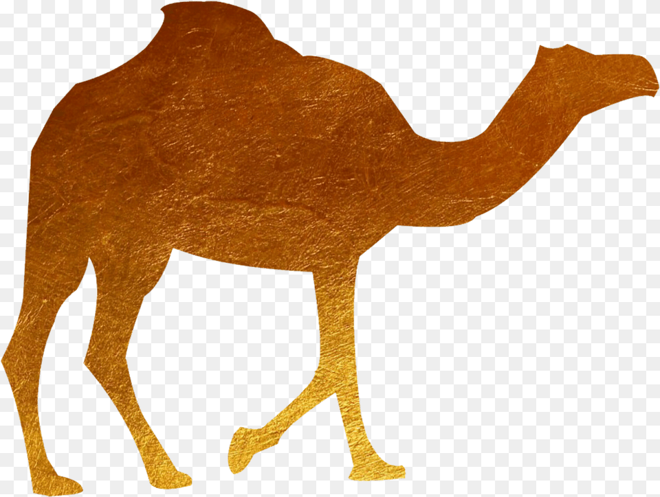 Download Animal Camel Gold Camel Image With No Clipart Black Camel, Mammal, Wildlife, Zebra Free Png