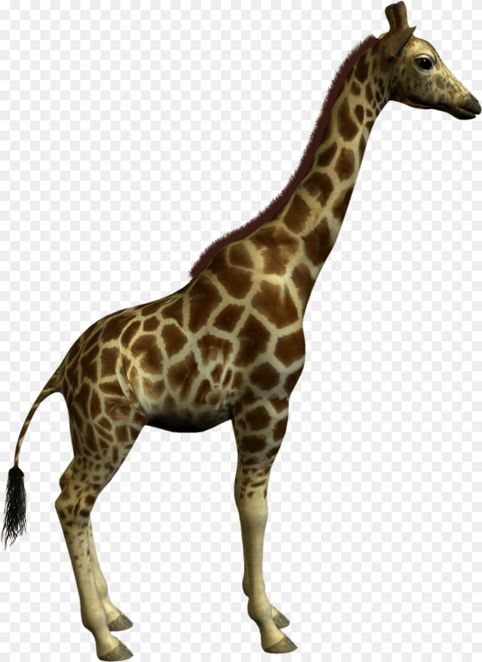 Animal Clipart Best Class Object Oriented Programming, Giraffe, Mammal, Wildlife Free Png Download