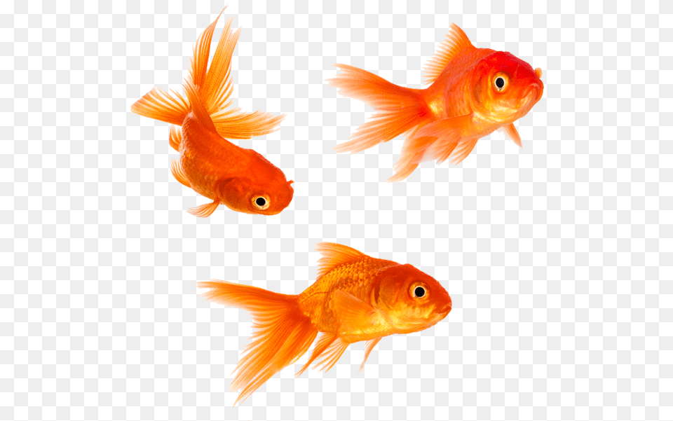 Download Animal Magic Goldfish Transparent Background Fish Transparent, Sea Life Png Image