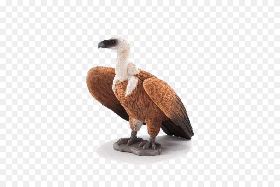 Download Animal Planet Griffon Vulture Image With No Schleich Vulture, Bird, Condor Free Transparent Png
