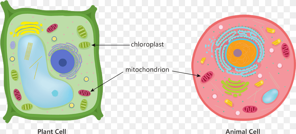 Animal Plant Cell Mitochondria Plant Cell Mitochondria In Animal Cell, Applique, Pattern, Disk Free Png Download
