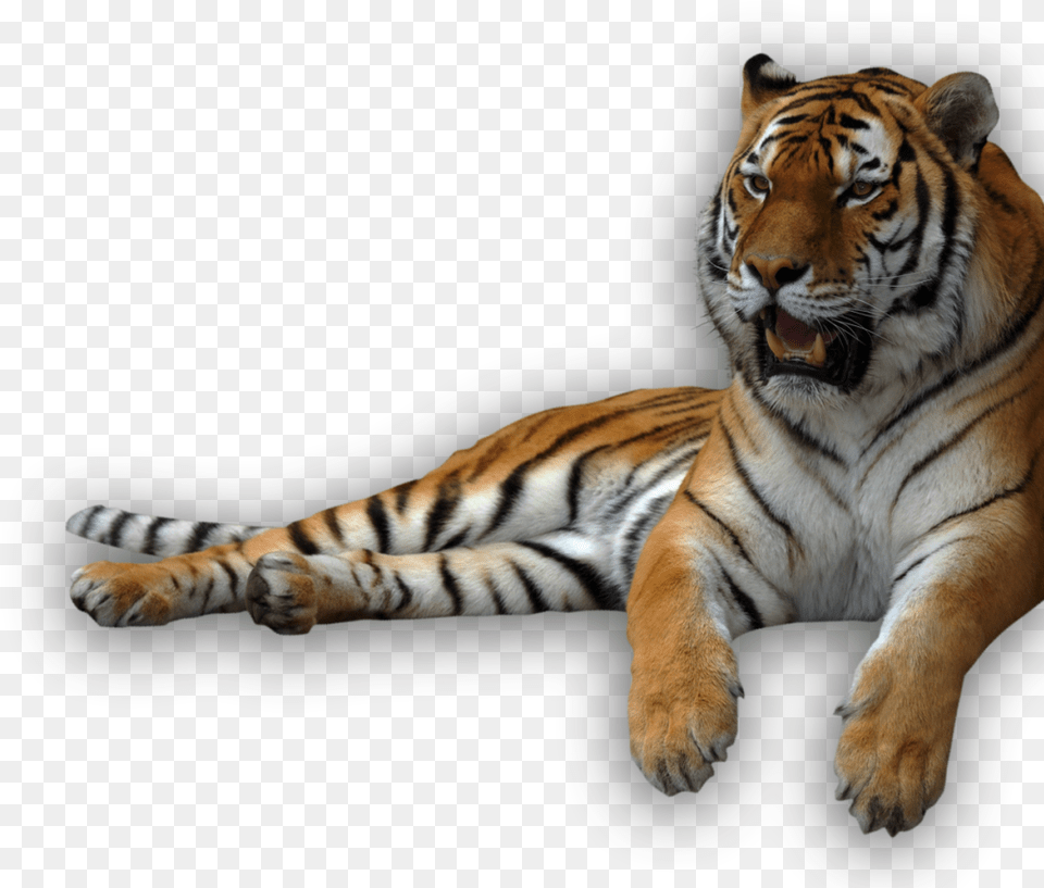Download Animal Recents Background Tiger, Mammal, Wildlife Free Transparent Png
