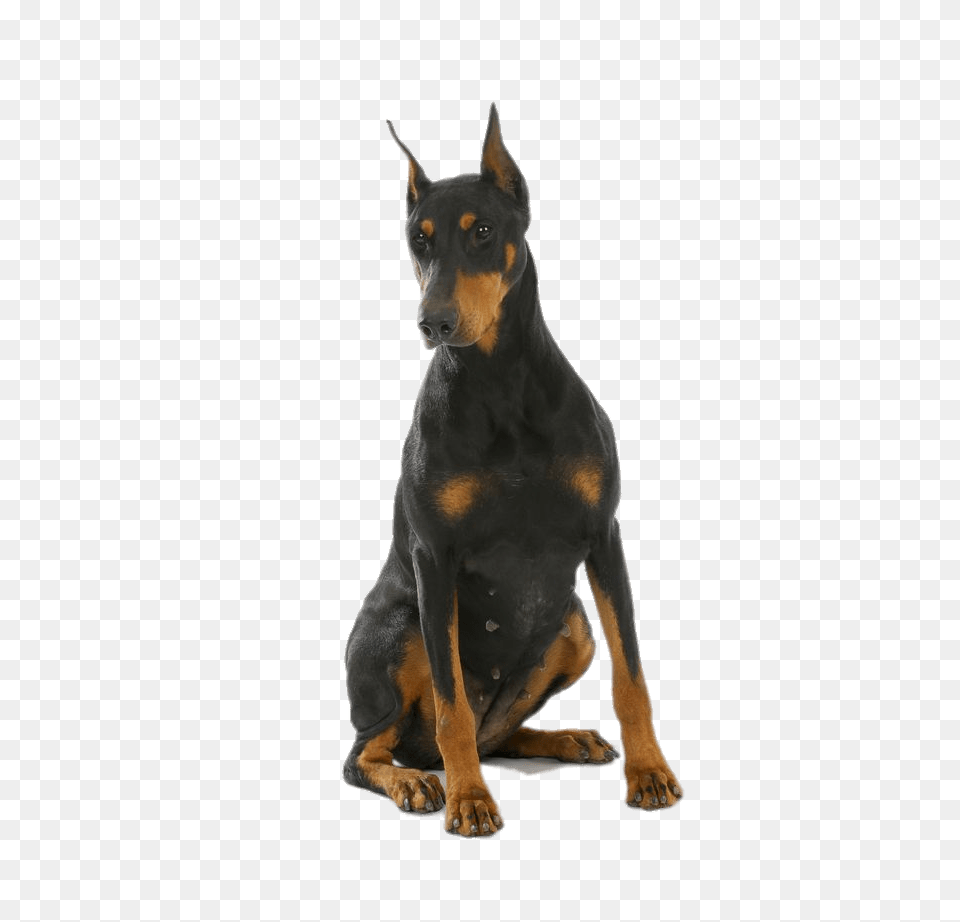 Download Animals Dobermans Doberman Full Size Doberman, Animal, Canine, Dog, Mammal Free Transparent Png