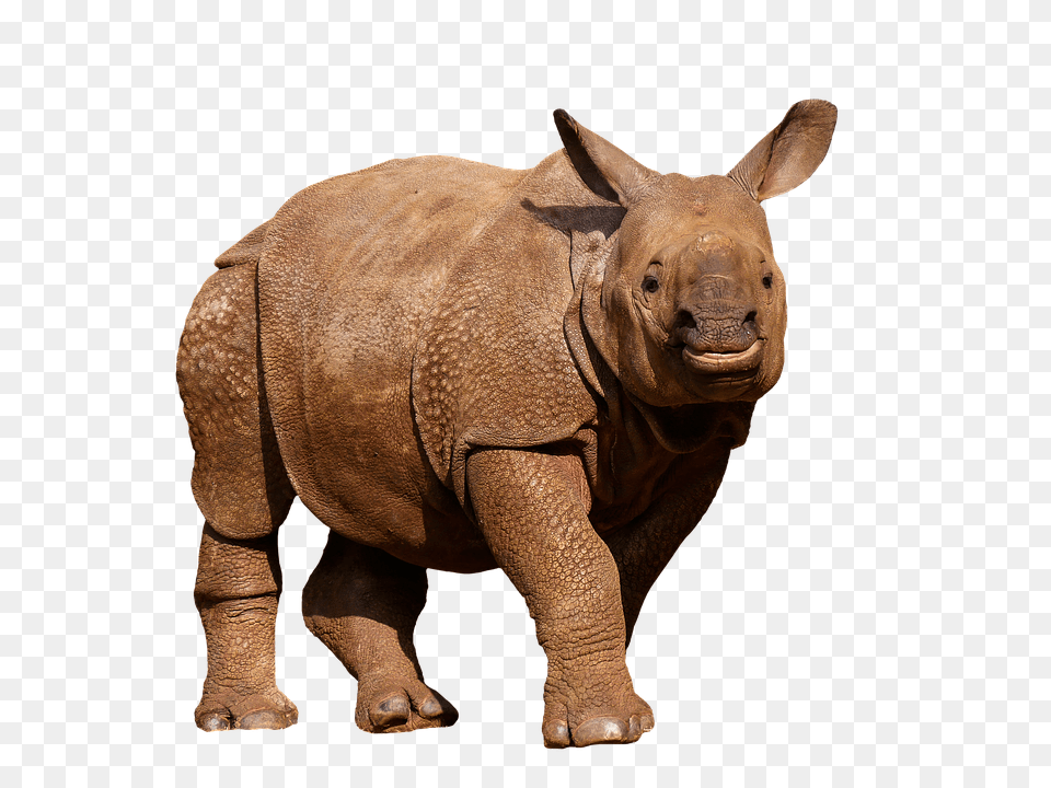 Download Animals Wild Rhino Panzer Thick Skin Animals In White Background, Animal, Elephant, Mammal, Wildlife Free Png