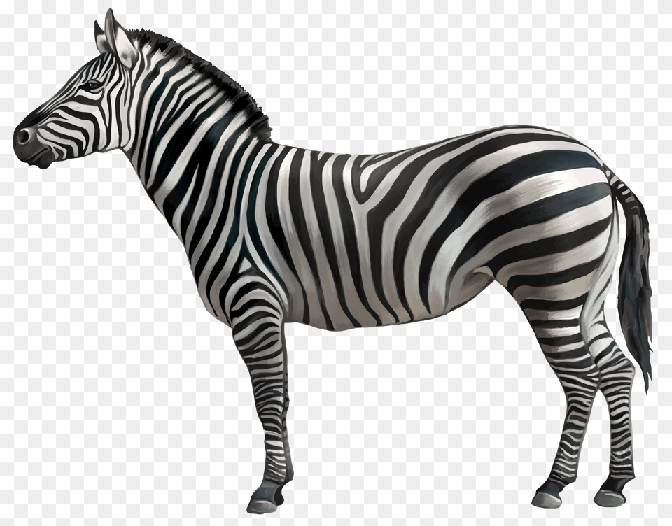 Download Animals Zebra, Animal, Mammal, Wildlife Free Png