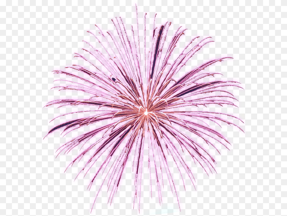 Download Animated Fireworks Gifs Clipart And Firework Background Animated Fireworks Gif, Plant, Purple, Flower Png
