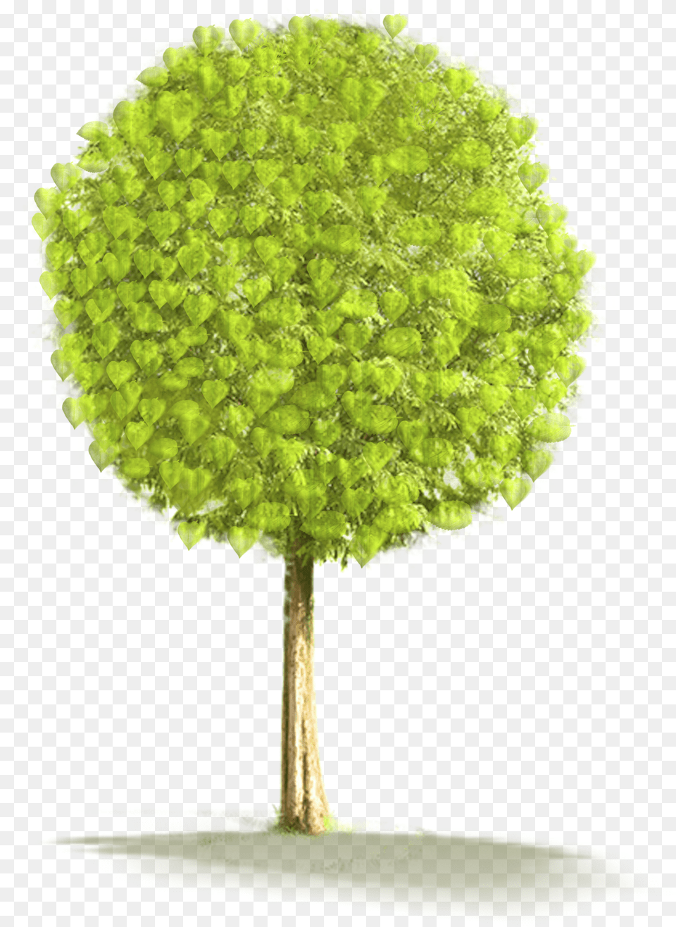Download Animated Small Tree, Oak, Plant, Sycamore, Maple Png