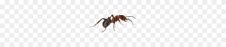 Ant Photo And Clipart Freepngimg, Animal, Insect, Invertebrate, Kangaroo Free Png Download